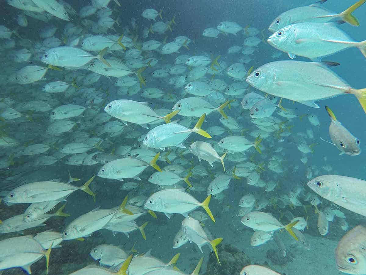 Diving In Ambergris Caye: Is It Worth It & Best Tips 2025 14 among a large school of fish while diving hol chan marine park