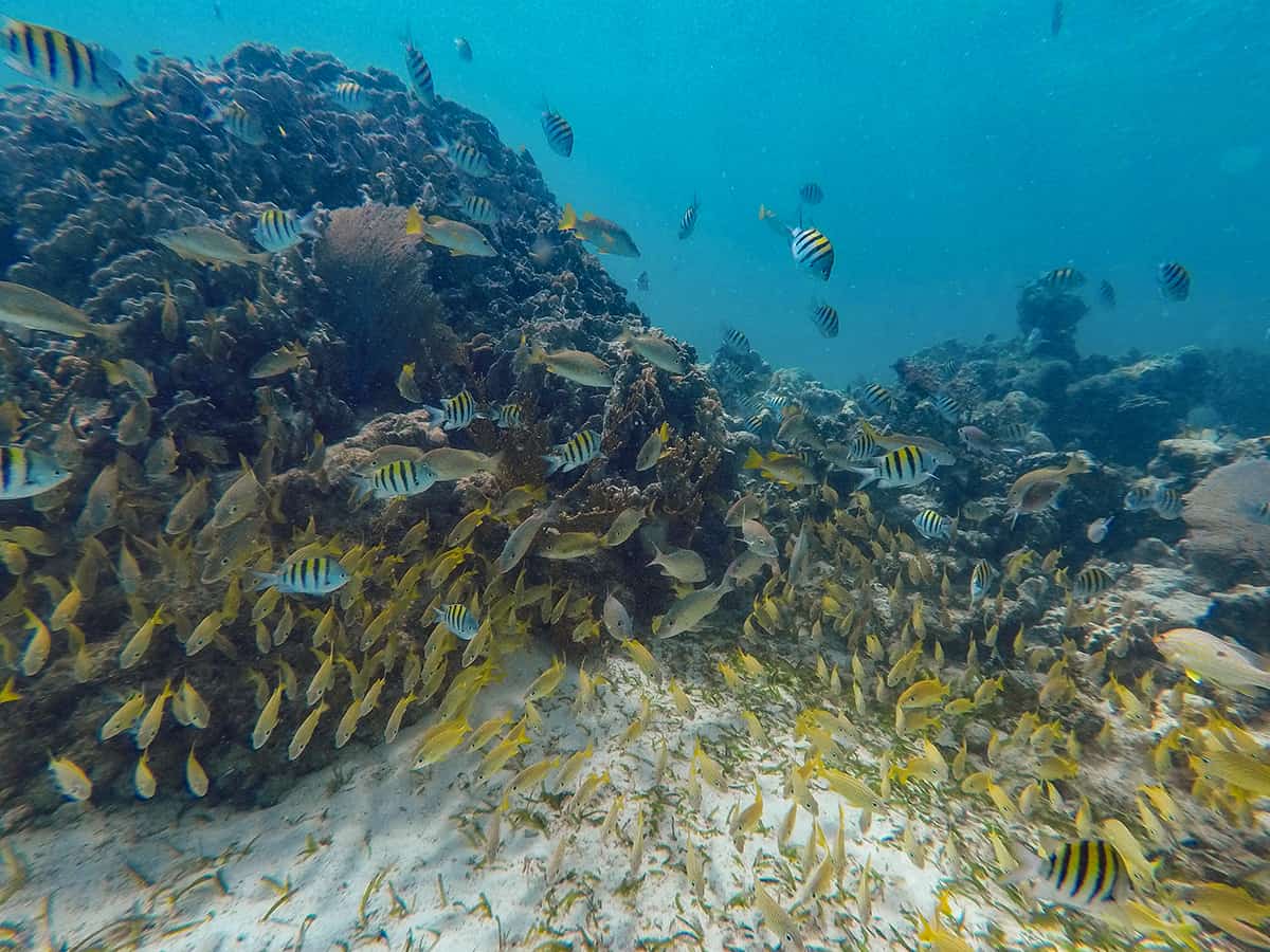 Diving In Ambergris Caye: Is It Worth It & Best Tips 2025 8 some of the small fish life you can see while diving in ambergris caye