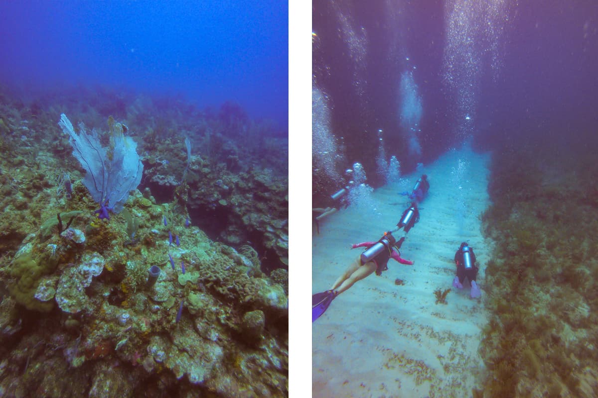 Diving In Ambergris Caye: Is It Worth It & Best Tips 2025 9 a beautiful purple sea fan // swimming down one of the wide canyons in the tuffy canyon dive site