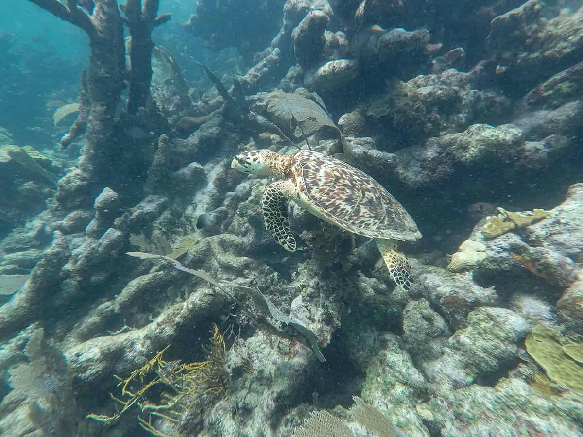 Diving In Ambergris Caye: Is It Worth It & Best Tips 2025 12 a beautiful turtle we discovered while diving tuffy cut