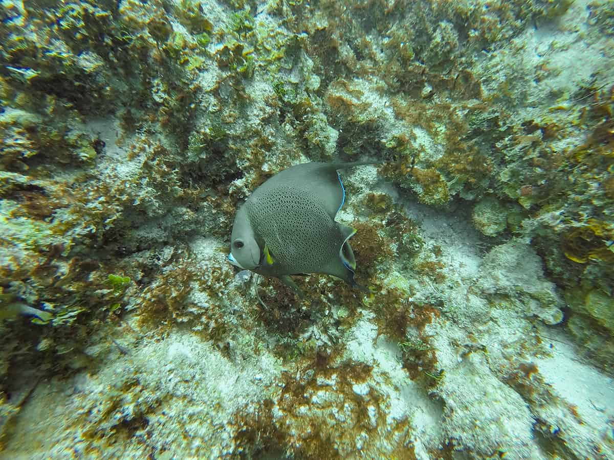 Diving In Ambergris Caye: Is It Worth It & Best Tips 2025 19 a beautiful grey angelfish while diving in ambergris caye