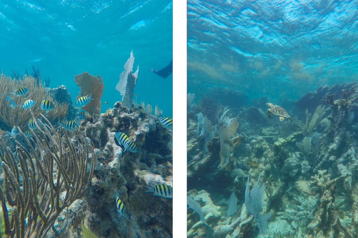 Diving In Ambergris Caye: Is It Worth It & Best Tips 2025 11 the incredible reef system while diving tuffy cut in ambergris caye