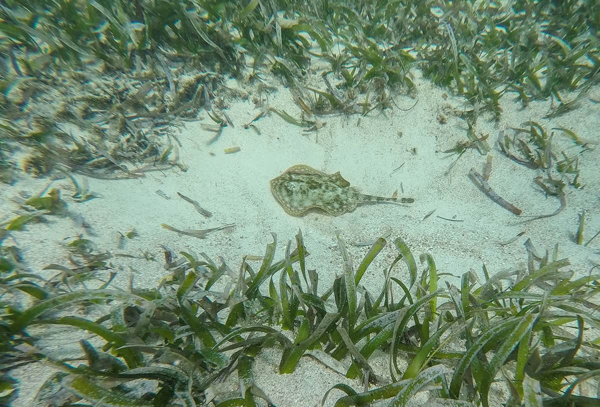 Diving In Ambergris Caye: Is It Worth It & Best Tips 2025 20 a small yellow stingray hanging out in the sea grass while diving in ambergris caye