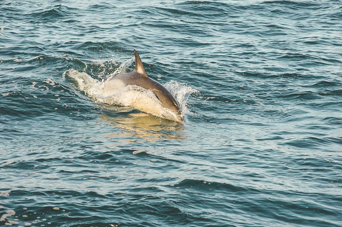 Day Tour To White Island, New Zealand's Most Active Volcano 6 Explore White Island, New Zealand | New Zealand's Most Active Volcano | Whakatane | North Island | Backpack New Zealand | Travel | Backpacking | Surlphur | Geothermal | Amazing landscapes | Photography | Backpackers Wanderlust |