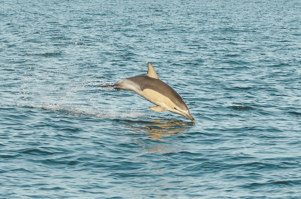 Day Tour To White Island, New Zealand's Most Active Volcano 7 Explore White Island, New Zealand | New Zealand's Most Active Volcano | Whakatane | North Island | Backpack New Zealand | Travel | Backpacking | Surlphur | Geothermal | Amazing landscapes | Photography | Backpackers Wanderlust |