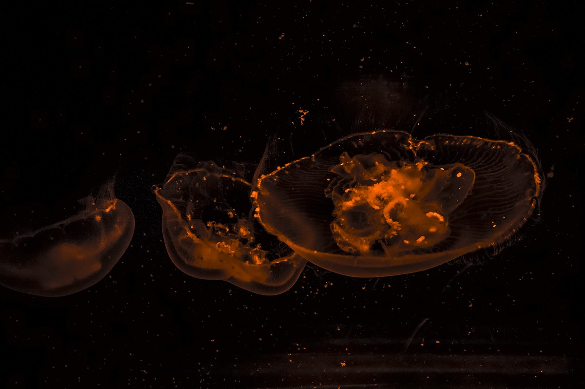 A Backpackers Travel Guide To Melbourne, Australia | Backpacking Australia | Backpacking Melbourne | What to do Melbourne | How much does Melbourne cost | Daily budget | Where to sleep | Where to eat | Melbourne City | St Kilda | How to travel around Melbourne | Trams Melbourne | Backpackers Wanderlust