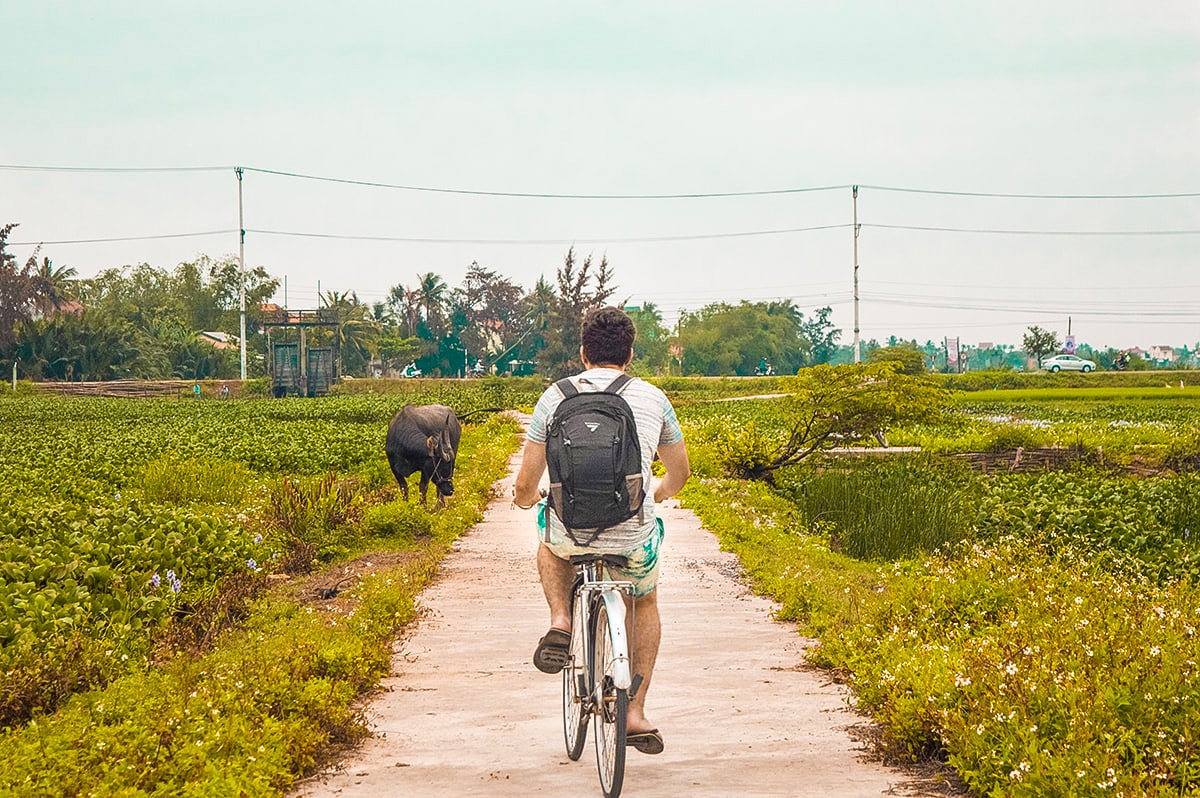 Top Things To Do In Hoi An, Vietnam 12 cycling past a water buffalo in hoi an vietnam