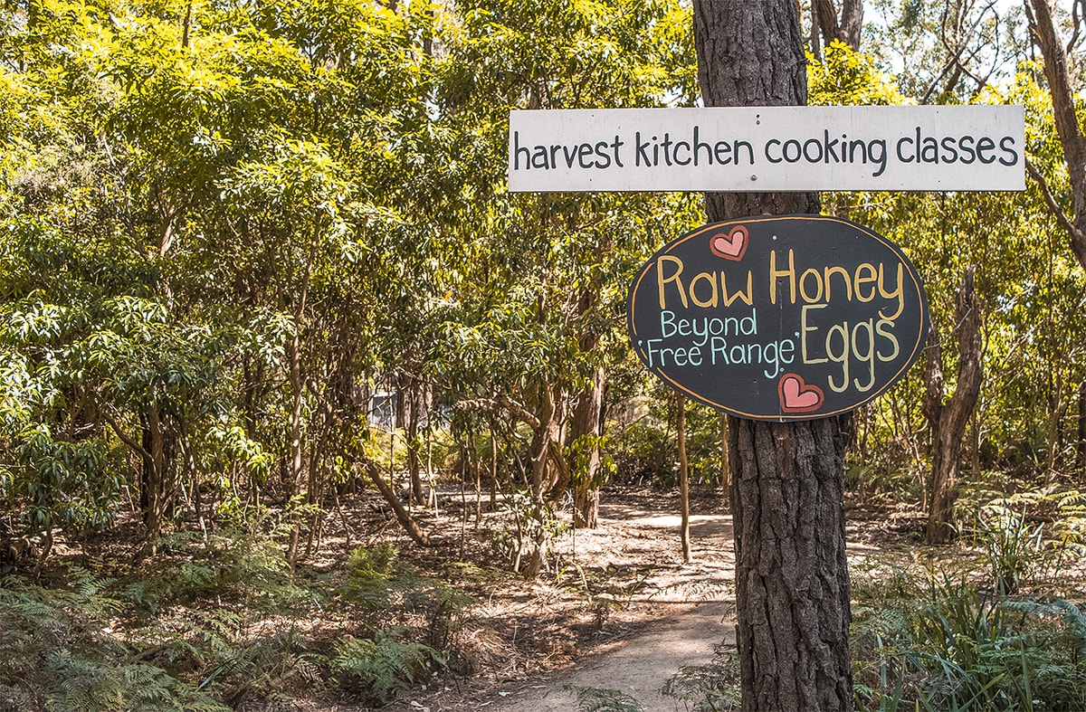 Mornington Peninsula, Victoria – A Day Trip From Melbourne 6 A Day Trip To The Mornington Peninsula From Melbourne, Australia | Animal Sanctuary | Mt Martha Beach | Melbourne Beach | Beautiful photos | travel blog | Day Trip from Melbourne | Australia Day trips | Australia beaches | Koala | Backpackers Wanderlust |