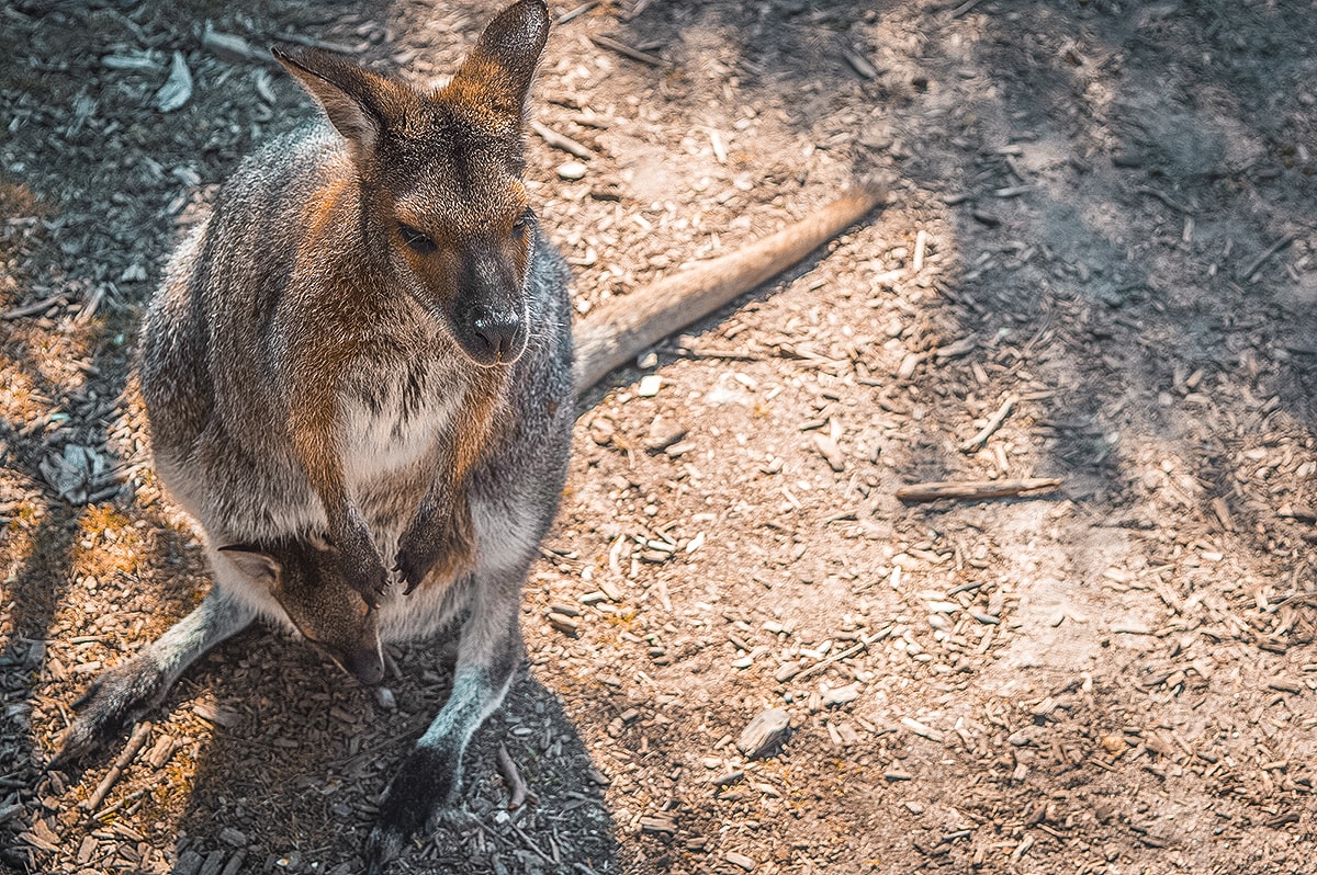 Mornington Peninsula, Victoria – A Day Trip From Melbourne 11 A Day Trip To The Mornington Peninsula From Melbourne, Australia | Animal Sanctuary | Mt Martha Beach | Melbourne Beach | Beautiful photos | travel blog | Day Trip from Melbourne | Australia Day trips | Australia beaches | Koala | Backpackers Wanderlust |