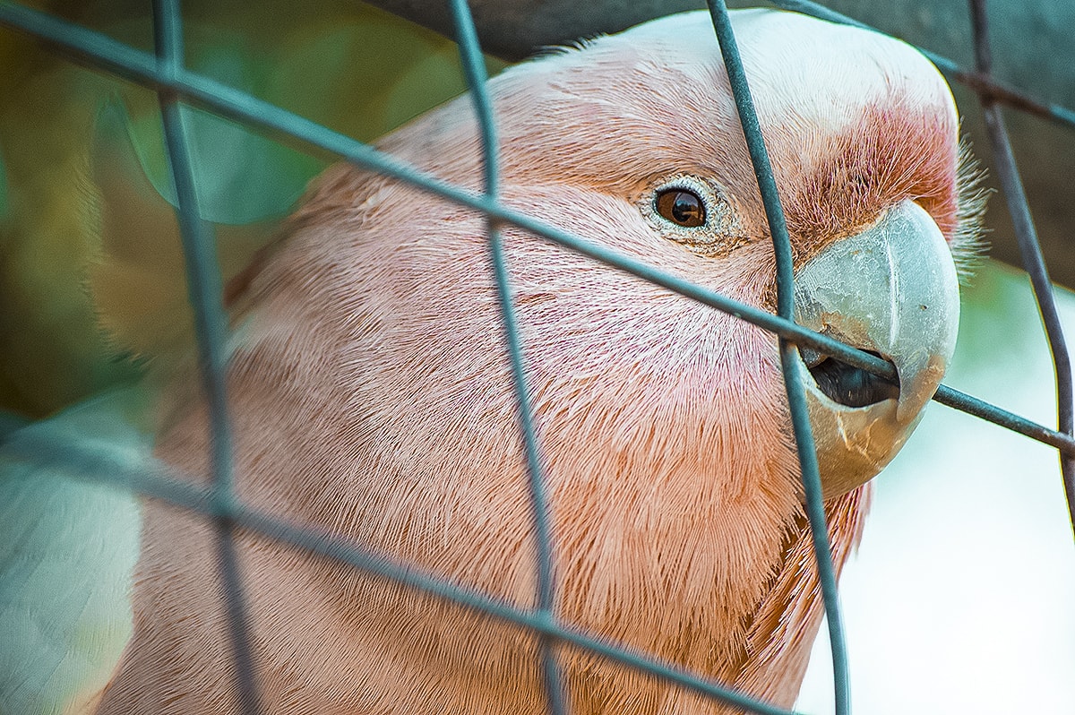 Mornington Peninsula, Victoria – A Day Trip From Melbourne 13 A Day Trip To The Mornington Peninsula From Melbourne, Australia | Animal Sanctuary | Mt Martha Beach | Melbourne Beach | Beautiful photos | travel blog | Day Trip from Melbourne | Australia Day trips | Australia beaches | Koala | Backpackers Wanderlust |