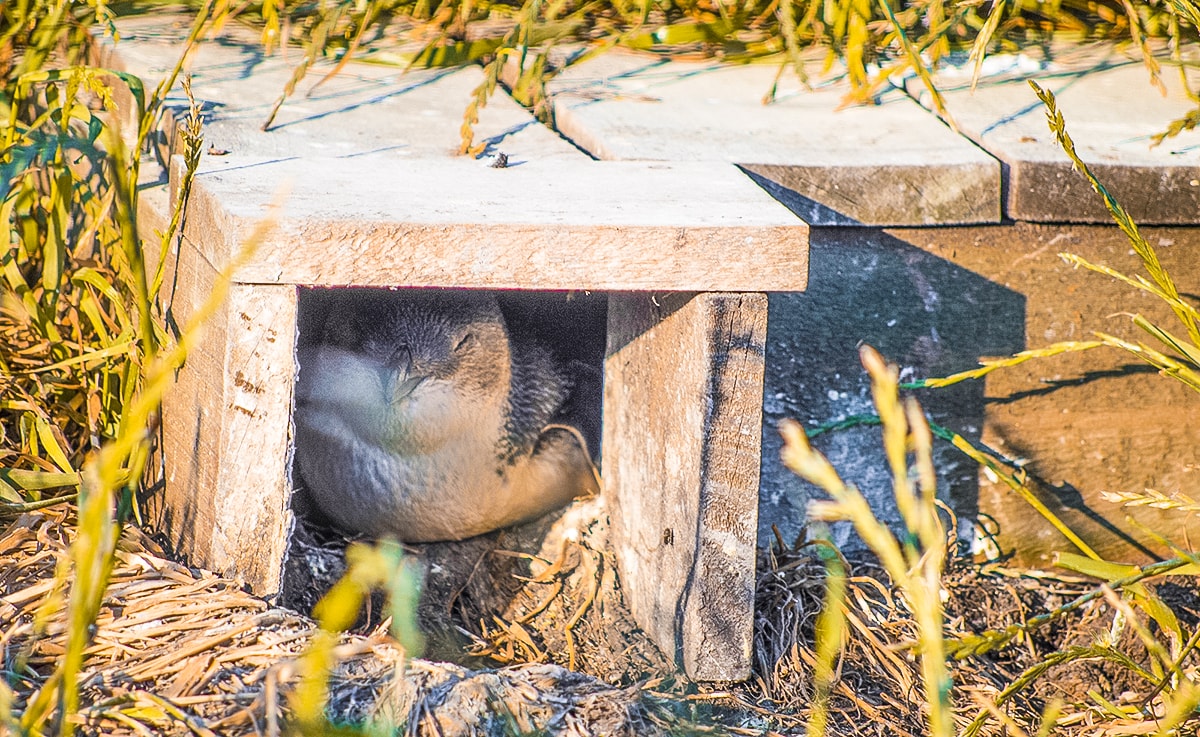Phillip Island, Victoria- A Day Trip From Melbourne 2 A Day Trip To Phillip Island in Melbourne, Australia | What to do in Phillip Island | Where to eat | Day trip from Melbourne | Backpack Melbourne | Travel Australia | Penguin parade | Penguin |Australia beaches | Melbourne tours | Backpackers Wanderlust |