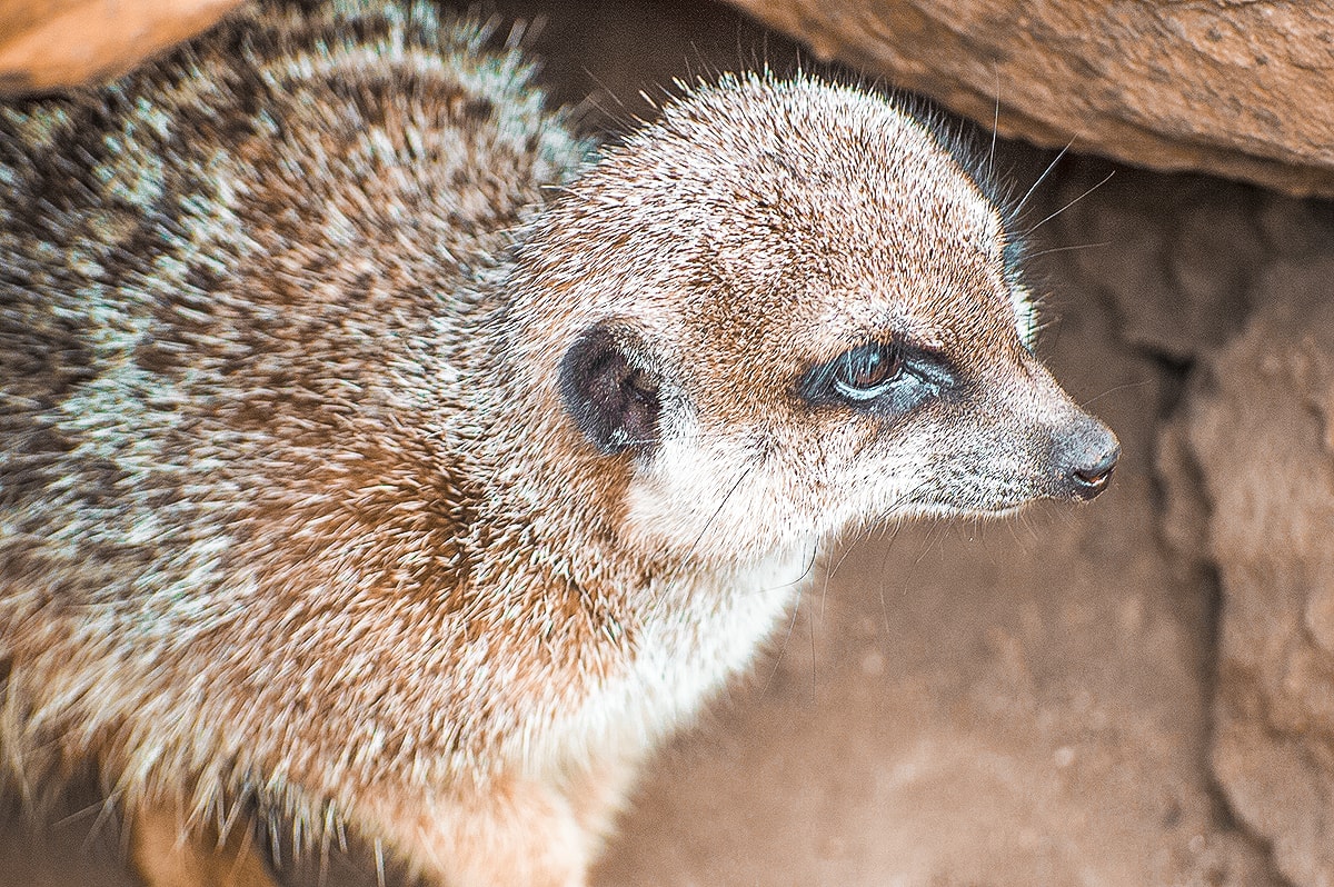 A Day At Melbourne Zoo 11 A Day Exploring Melbourne Zoo | Australia's native animals| Backpacking Australia | Traveling Melbourne| What to do Melbourne | Koalas | How to get to Melbourne Zoo | Backpackers Wanderlust