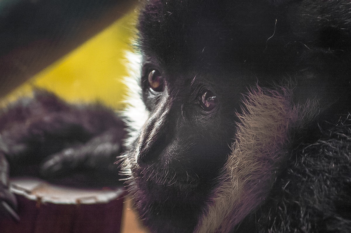 A Day At Melbourne Zoo 9 A Day Exploring Melbourne Zoo | Australia's native animals| Backpacking Australia | Traveling Melbourne| What to do Melbourne | Koalas | How to get to Melbourne Zoo | Backpackers Wanderlust