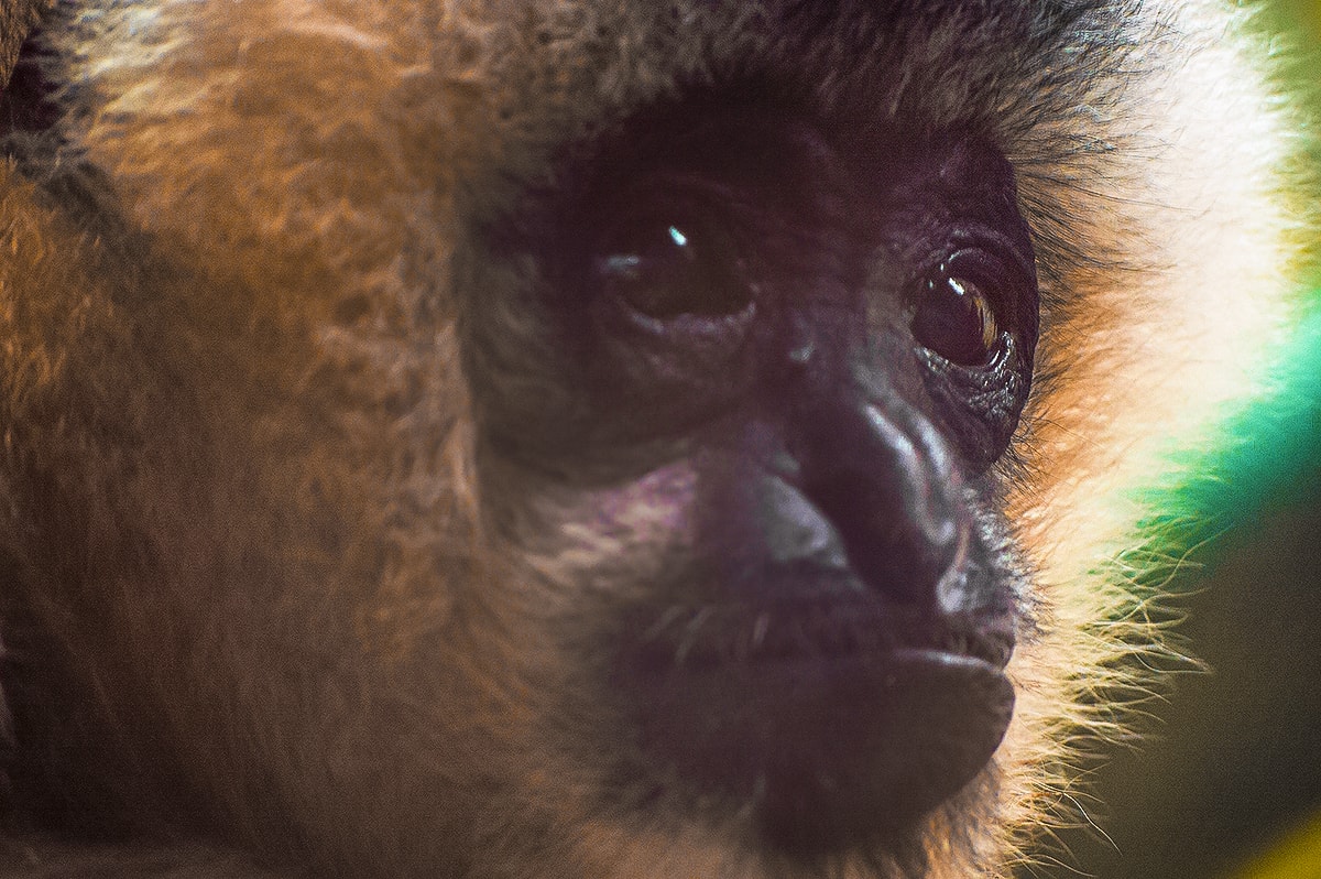 A Day At Melbourne Zoo 8 A Day Exploring Melbourne Zoo | Australia's native animals| Backpacking Australia | Traveling Melbourne| What to do Melbourne | Koalas | How to get to Melbourne Zoo | Backpackers Wanderlust