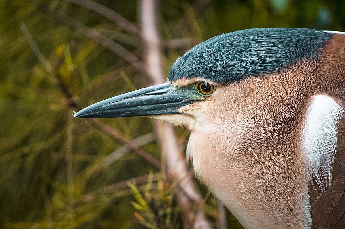 A Day At Melbourne Zoo 7 A Day Exploring Melbourne Zoo | Australia's native animals| Backpacking Australia | Traveling Melbourne| What to do Melbourne | Koalas | How to get to Melbourne Zoo | Backpackers Wanderlust