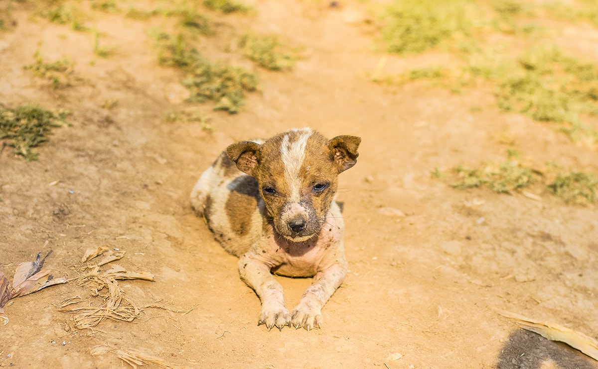 The Best Tour Of Mandalay, Myanmar 9 Day Tour Mandalay Myanmar Including Visiting U Bein Bridge, Inwa Town, A Monestary, A Beautiful Sunset And Many More | What to do in Mandalay | Best things to do in Mandalay | Mandalay photography | Travel blog Mandalay | Backpackers Wanderlust |