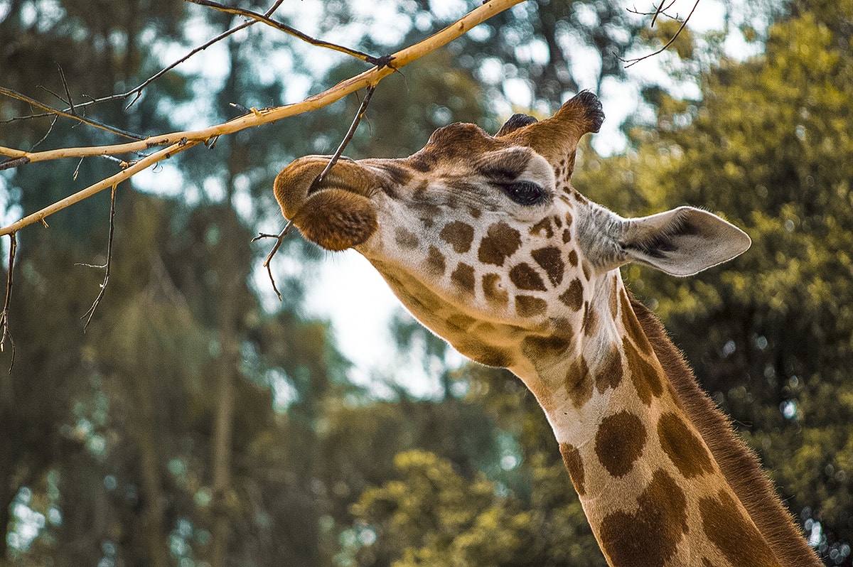 A Day At Melbourne Zoo 2 A Day Exploring Melbourne Zoo | Australia's native animals| Backpacking Australia | Traveling Melbourne| What to do Melbourne | Koalas | How to get to Melbourne Zoo | Backpackers Wanderlust