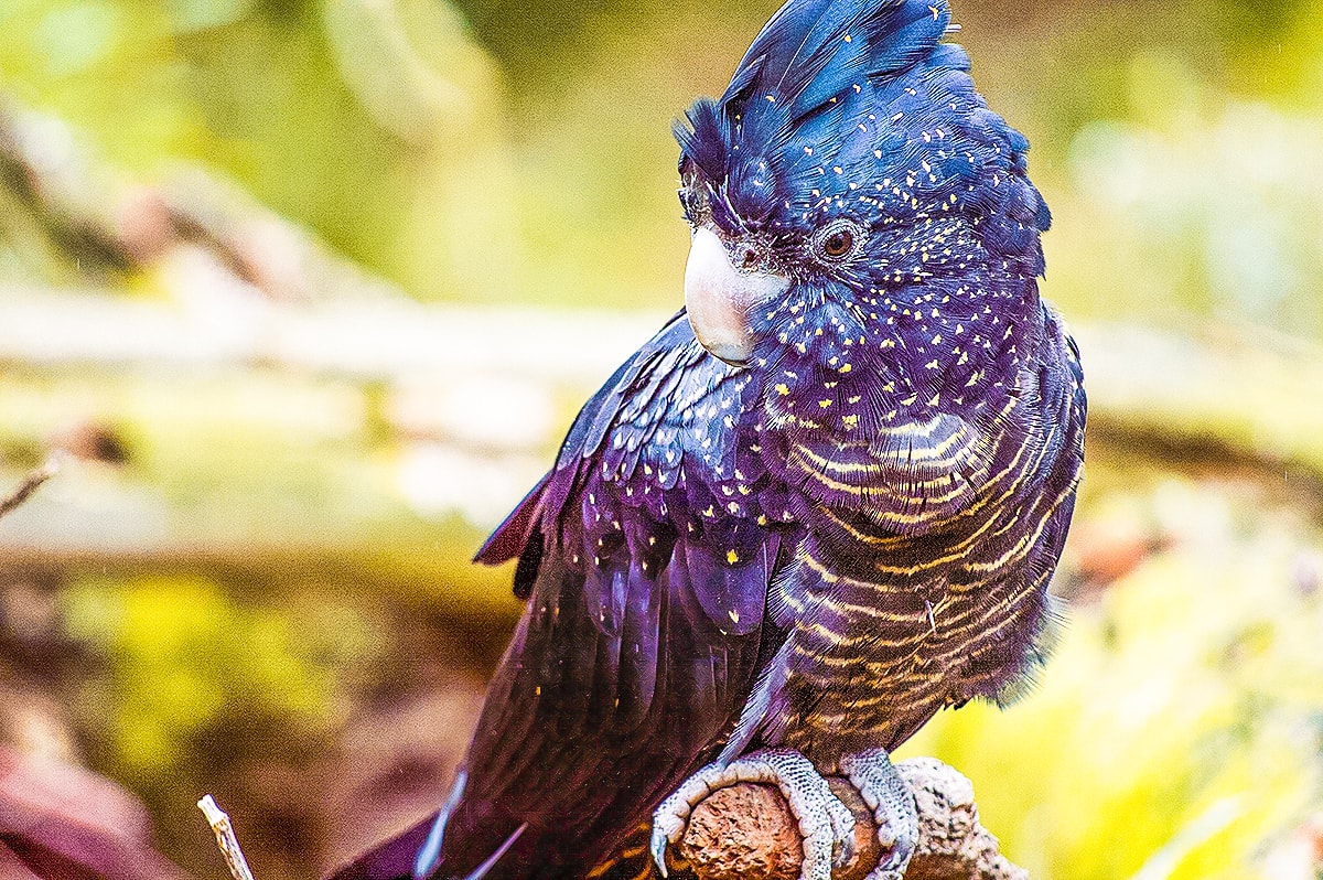 A Day Exploring Melbourne Zoo | Australia's native animals| Backpacking Australia | Traveling Melbourne| What to do Melbourne | Koalas | How to get to Melbourne Zoo | Backpackers Wanderlust