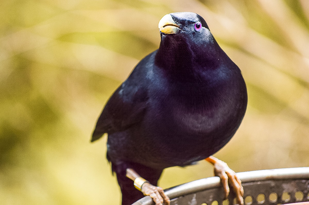 A Day At Melbourne Zoo 6 A Day Exploring Melbourne Zoo | Australia's native animals| Backpacking Australia | Traveling Melbourne| What to do Melbourne | Koalas | How to get to Melbourne Zoo | Backpackers Wanderlust