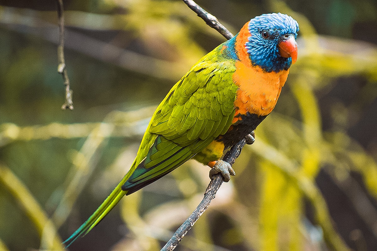 A Day At Melbourne Zoo 5 A Day Exploring Melbourne Zoo | Australia's native animals| Backpacking Australia | Traveling Melbourne| What to do Melbourne | Koalas | How to get to Melbourne Zoo | Backpackers Wanderlust