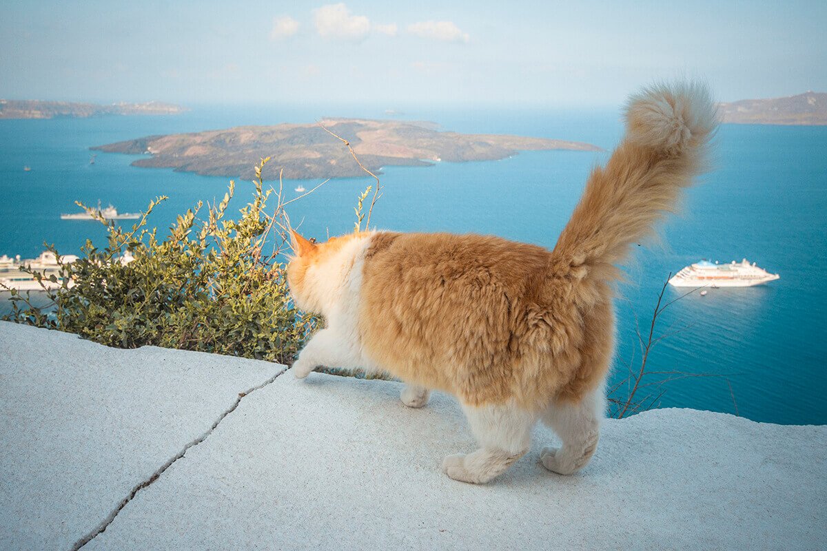 Hike From Fira To Oia In Santorini: Is It Worth It? 2 cat and cruiseships in santorini