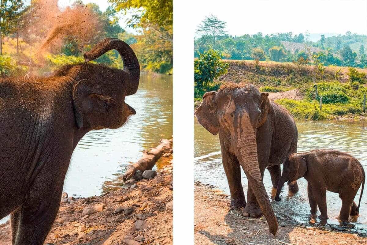 Visiting Elephant Freedom Project In Chiang Mai 14 spraying dirt and water from elephant trunk