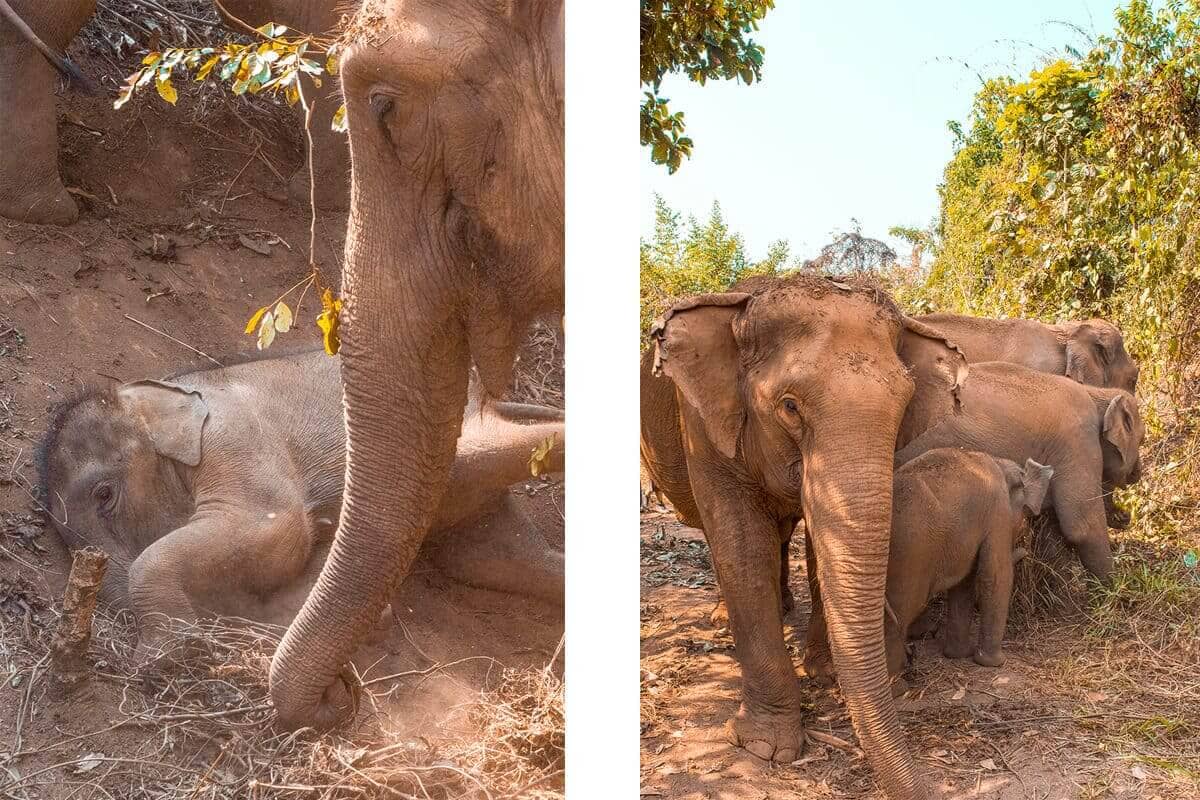 Visiting Elephant Freedom Project In Chiang Mai 13 elephants rolling in the dirt having dirt bath