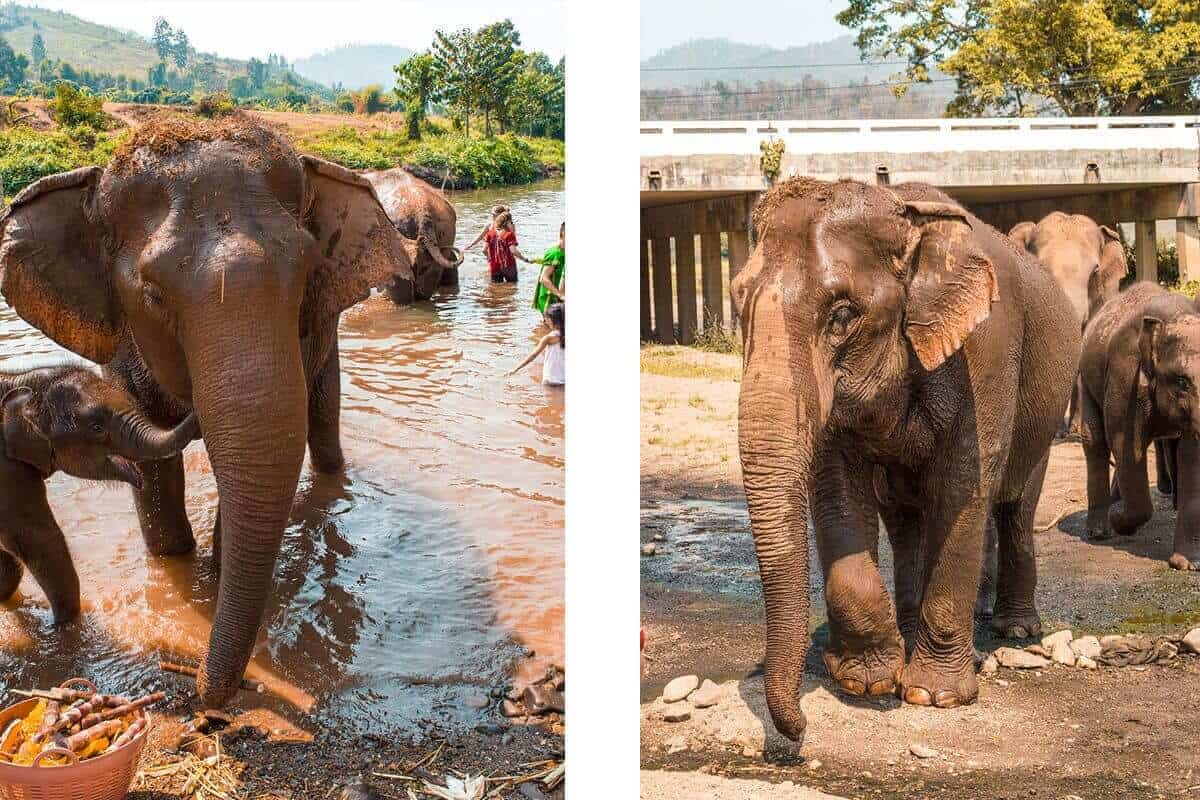 Visiting Elephant Freedom Project In Chiang Mai 15 elephants playing in local river at the elephant freedom project