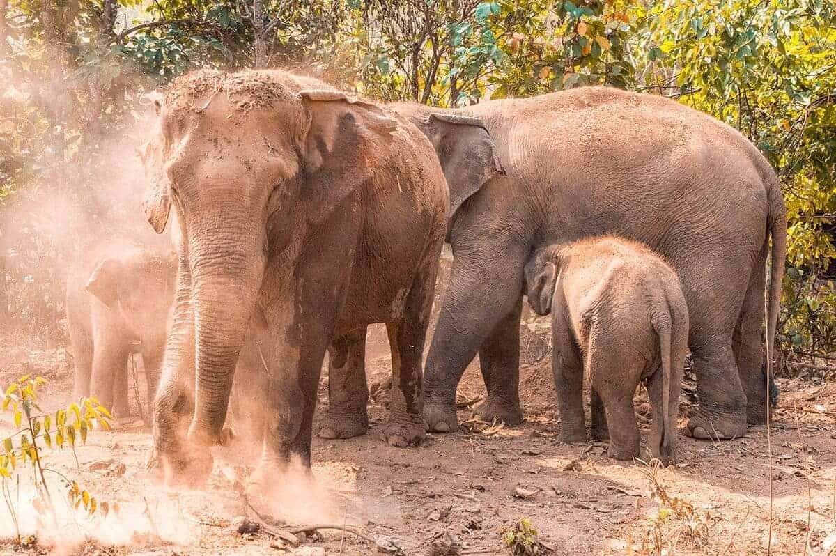 Visiting Elephant Freedom Project In Chiang Mai 12 walking with elephants in chiang mai