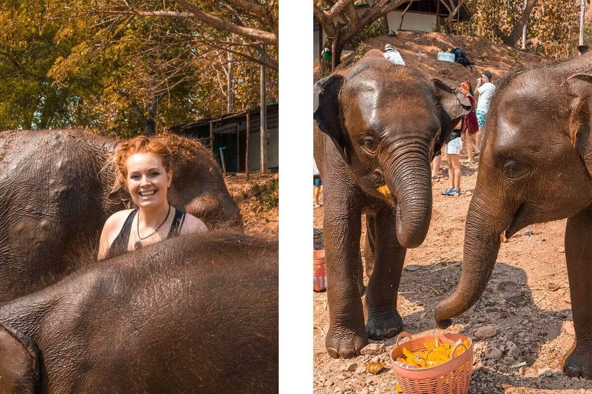 Visiting Elephant Freedom Project In Chiang Mai 16 elephants eating pumpkin after a swim in the river in chiang mai