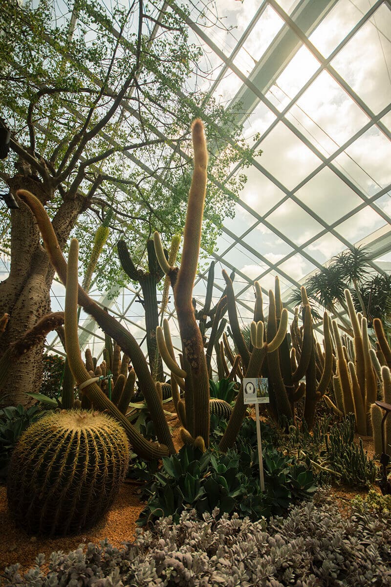 Gardens by the Bay Review: Everything You Need To Know 4 cactus garden flower dome gardens by the bay singapore