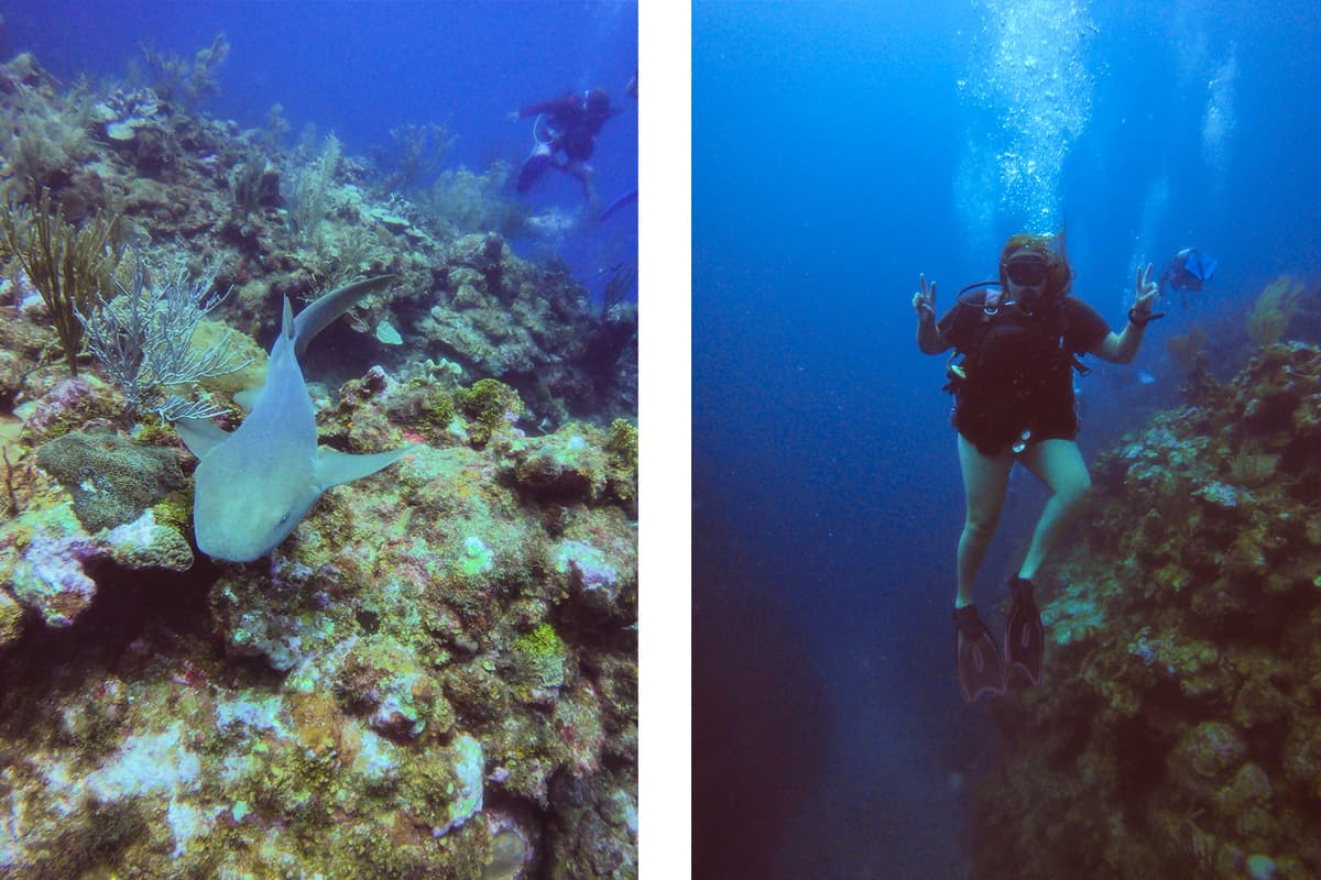 BEST Hostels In Ambergris Caye & Backpacking San Pedro 22 a friendly nurse shark which followed us around like a puppy while diving from san pedro belize