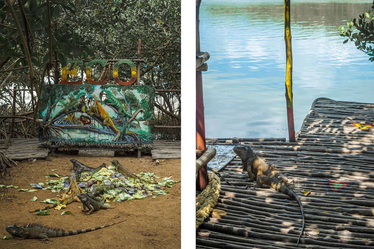 BEST Hostels In Ambergris Caye & Backpacking San Pedro 21 checking out the local iguanas having breakfast at the iguana sanctuary