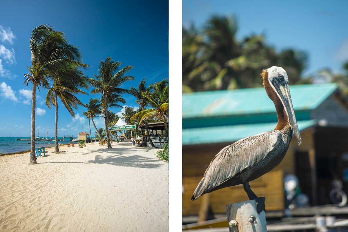BEST Hostels In Ambergris Caye & Backpacking San Pedro 15 the white sandy beaches outside my hostel in ambergris caye // a pelican relaxing on the beachfront