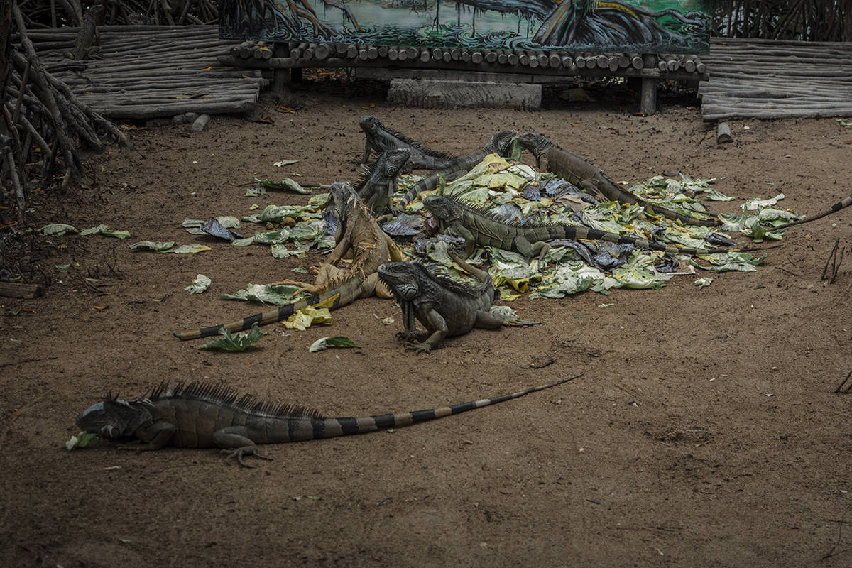 Visiting The Iguana Eco Sanctuary In San Pedro: Is It Worth It? 6 being greeted at iguana eco sanctuary by a bunch of iguanas having their breakfast