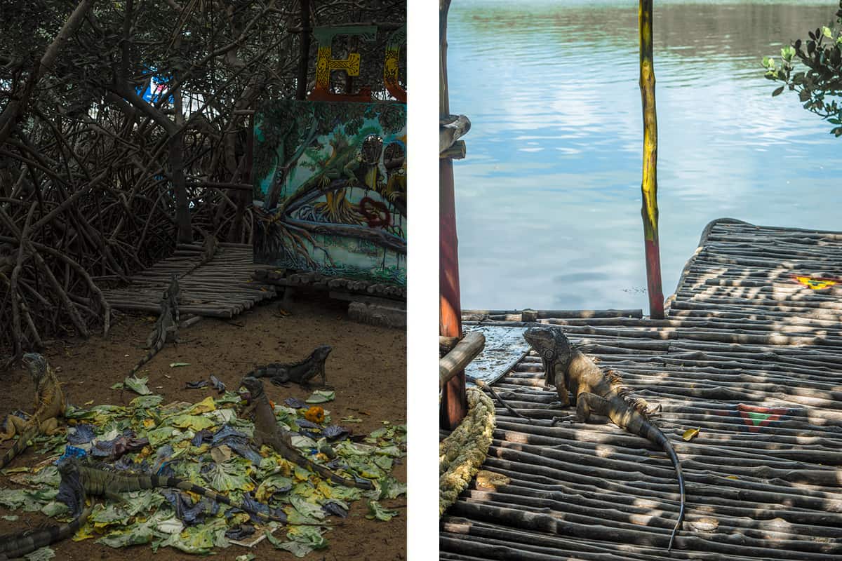 Visiting The Iguana Eco Sanctuary In San Pedro: Is It Worth It? 8 iguanas enjoying a meal under the mangroves // an iguana hanging out on the pier