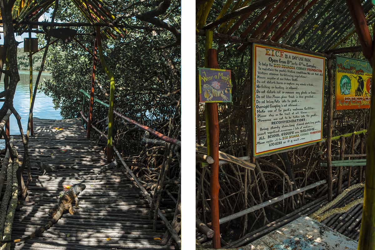 Visiting The Iguana Eco Sanctuary In San Pedro: Is It Worth It? 7 a lone iguana hanging out on the pier // the rules at the iguana eco sanctuary