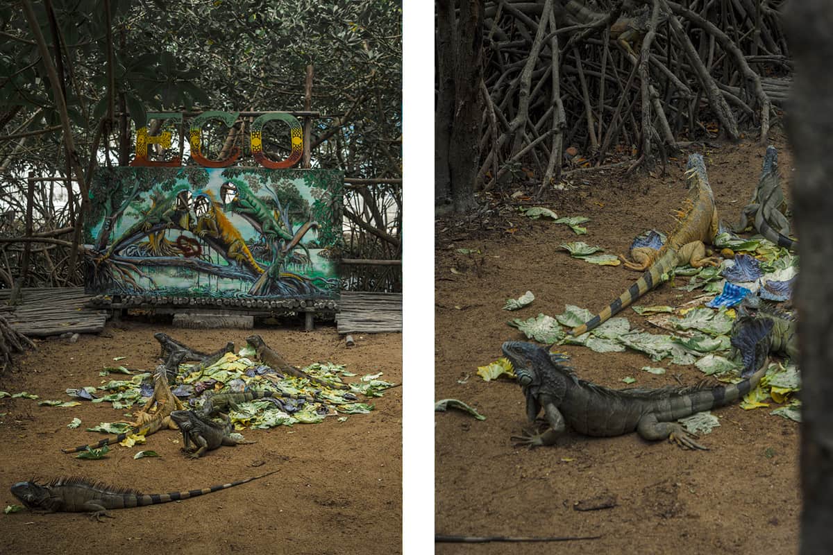 Visiting The Iguana Eco Sanctuary In San Pedro: Is It Worth It? 5 visiting in the morning is a great option as this is when the iguanas will be having their breakfast