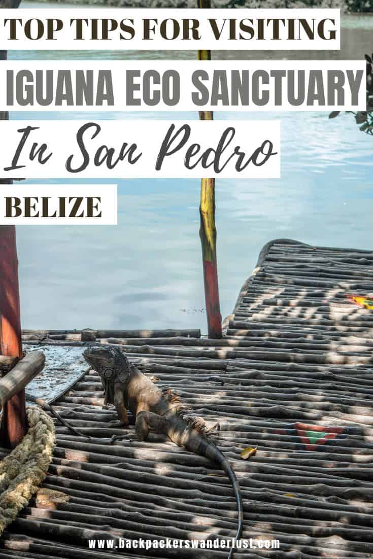 Visiting The Iguana Eco Sanctuary In San Pedro: Is It Worth It? 13 Come check out all you need to know on the Iguana Eco Sanctuary in San Pedro, Ambergris Caye. I will tell you everything about visiting including how to get there, entry fees, what to expect, and whether it is ethical.
