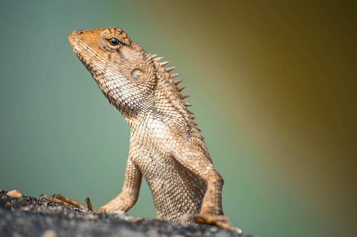 Imperial City Of Hue: What You NEED To Know 11 small lizard around hue