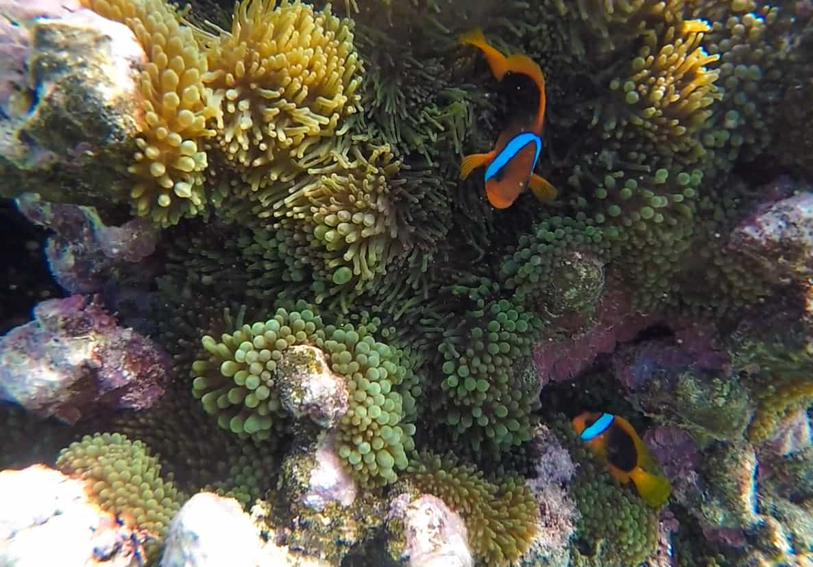 Jinek Bay Snorkeling In Lifou: BEST Snorkeling In New Caledonia? 8 a couple clown fish in their anemone at jinek bay marine reserve