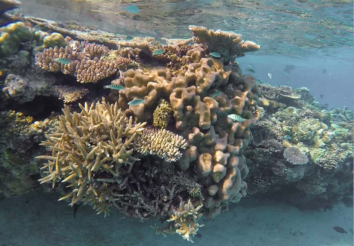 Jinek Bay Snorkeling In Lifou: BEST Snorkeling In New Caledonia? 12 as you can see the corals are quite high to the surface so the channels between them create the snorkeling path