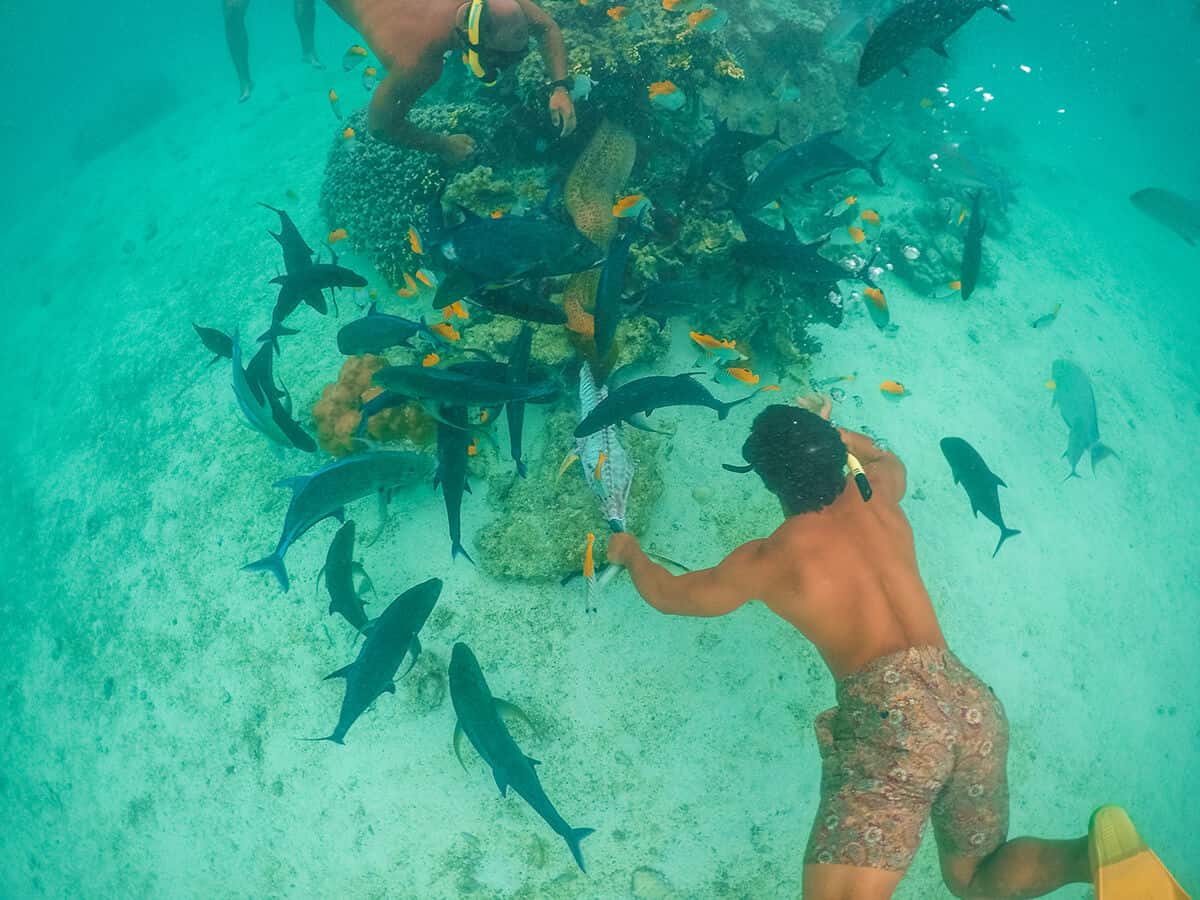 Lagoon Cruise In Rarotonga: Koka Lagoon Cruises Review 10 the guides swimming under water in rarotonga