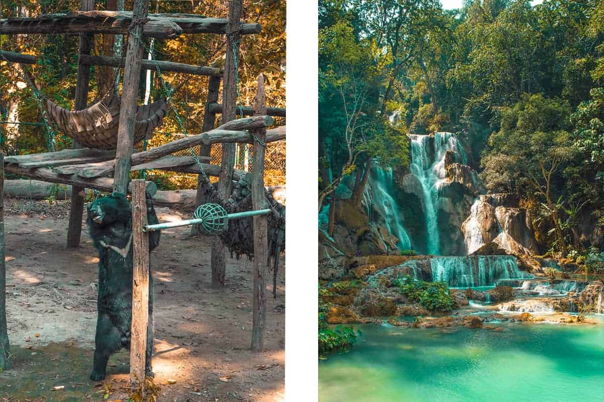 Kuang Si Falls In Luang Prabang: The Ultimate Guide 15 tat kuang si bear rescue center in luang prabang