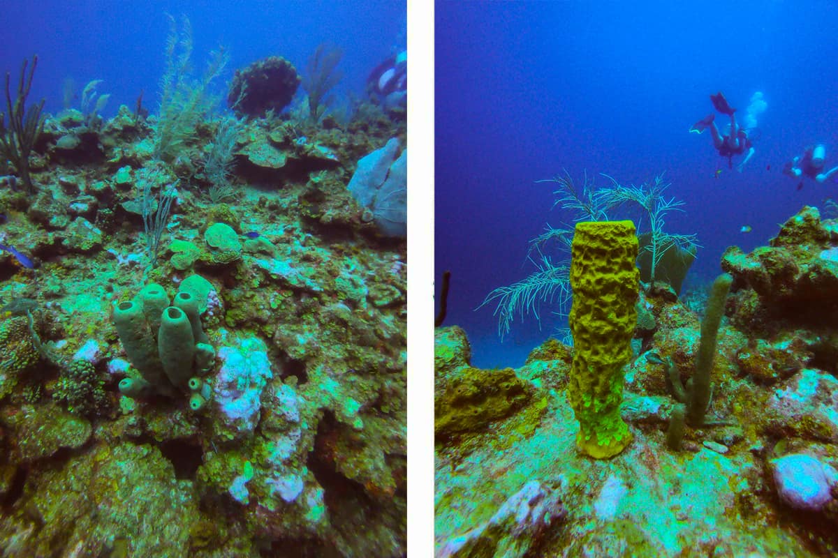 Learn To Dive In Roatan: Scuba Diving Roatan Companies, Prices & What To Expect 20 some of the impressive sponges and barrel corals on the reef in roatan