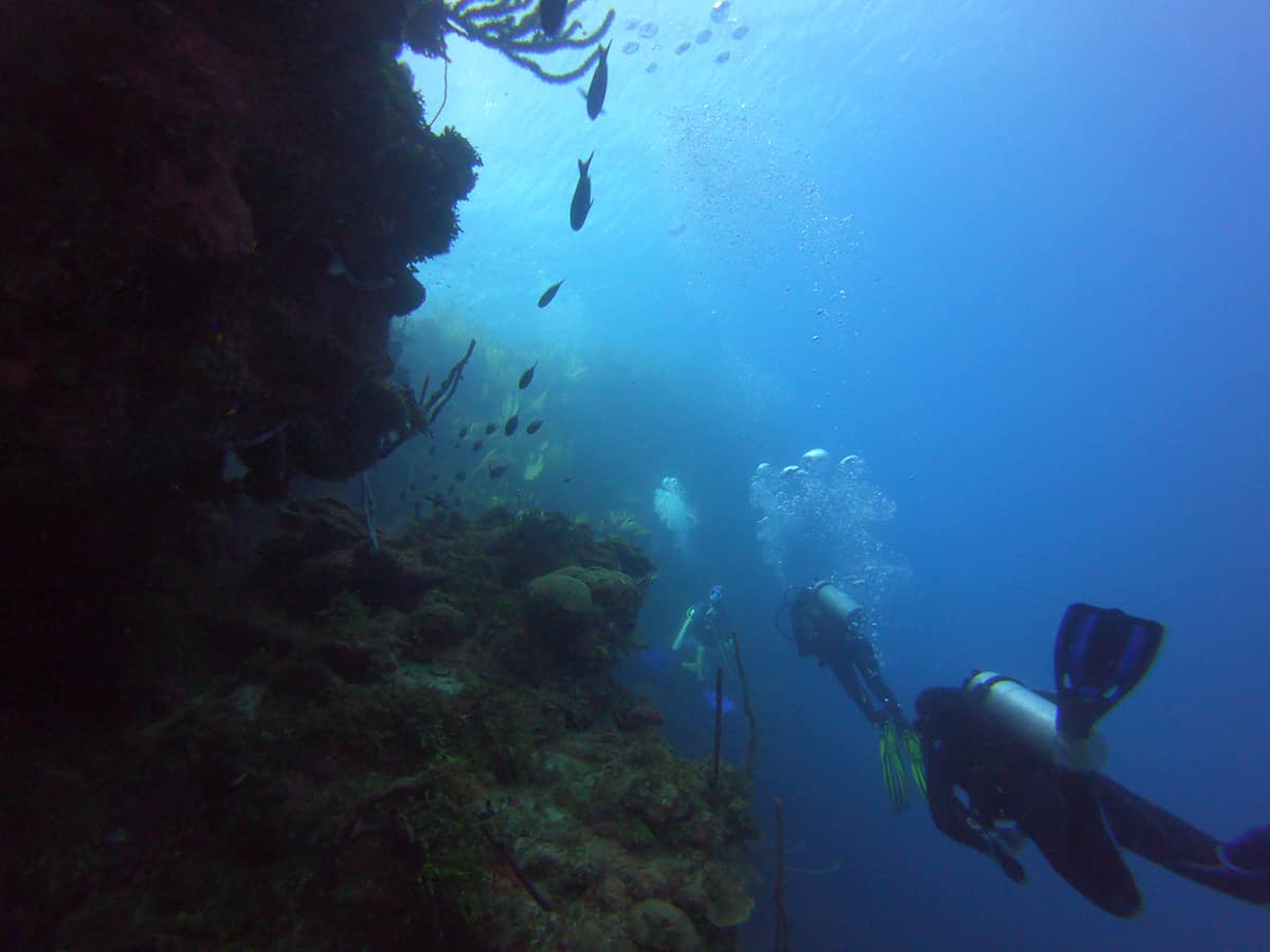 Learn To Dive In Roatan: Scuba Diving Roatan Companies, Prices & What To Expect 12 a stream of fish following divers alongside the reef wall in roatan