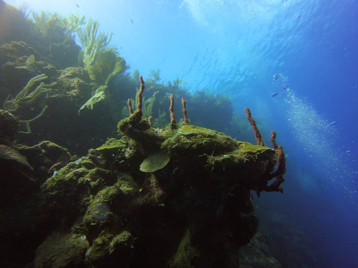Learn To Dive In Roatan: Scuba Diving Roatan Companies, Prices & What To Expect 21 the deep colors looking back up at the surface from a drift dive along a reef wall in roatan