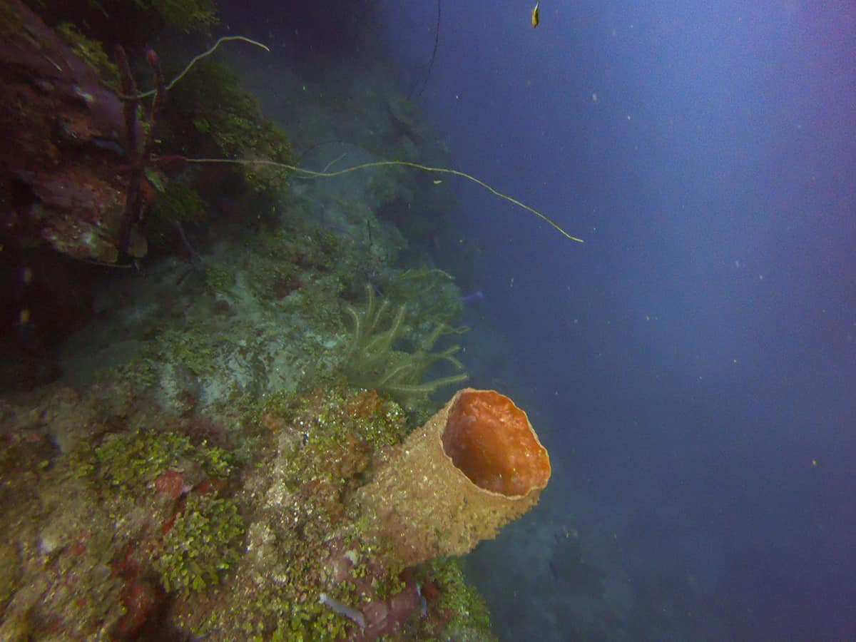 Learn To Dive In Roatan: Scuba Diving Roatan Companies, Prices & What To Expect 11 an incredible barrel sponge sticking out of the side of the reef, these are a highlight when you learn to dive in roatan