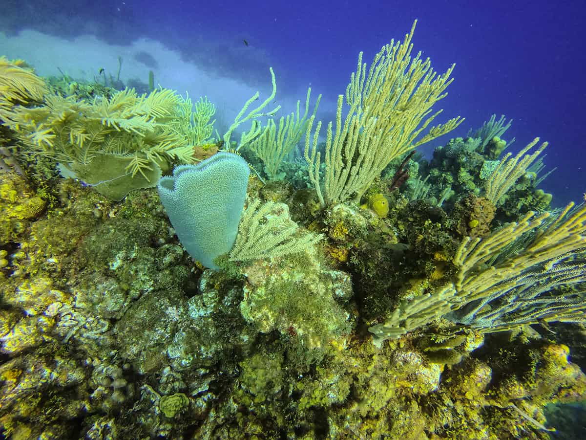 Learn To Dive In Roatan: Scuba Diving Roatan Companies, Prices & What To Expect 13 some more unique corals of various shows and colors, a highlight when you learn to dive in roatan