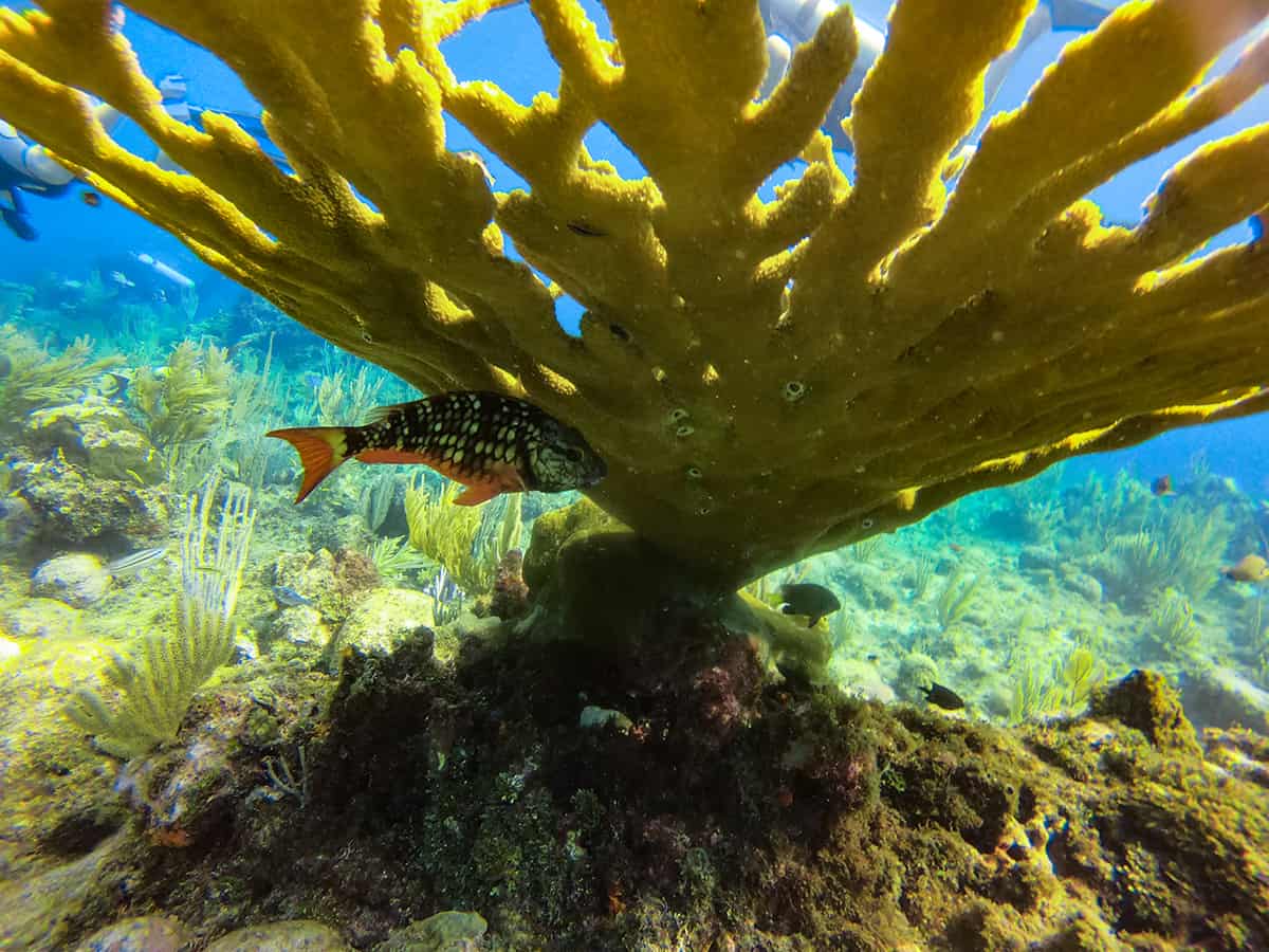 Learn To Dive In Roatan: Scuba Diving Roatan Companies, Prices & What To Expect 15 a fish hiding underneath a large piece of coral on the reef in roatan